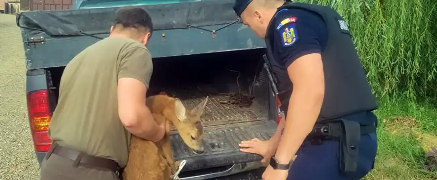 Pui de căprioară salvat de jandarmii din Târgu Ocna și redat în siguranță mediului natural